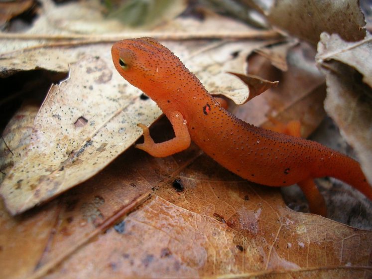 Eastern Newt has both aquatic and terrestrial forms. The aquatic adult is yellowish-brown or olive-green to dark brown above yellow below. 