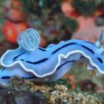 The bottom-dwelling, jelly-bodied Nudibranch might look a canvas for Mother Nature to express her wildest indulgences of color and form.