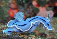 Nudibranch: Beautiful Jelly Bodied Sea Creature The bottom-dwelling, jelly-bodied Nudibranch might look a canvas for Mother Nature to express her wildest indulgences of color and form.