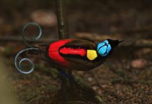 The Gorgeous Wilson Bird of Paradise The Gorgeous Wilson Bird of Paradise