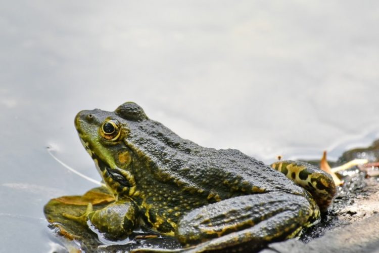 The Adult bullfrogs live at the edges of ponds, lakes, and slow-moving streams large enough to avoid crowding and with sufficient vegetation to provide easily accessible cover.
