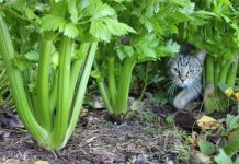 Celery: How to Grow, Plant and Harvest