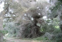 Amazing Spider Webs Creates 25 feet in Height their’s a species of spider that grows and habitually live in colonies and formed spiders webs that can reach amazingly 25 feet in height.