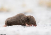 The Short-Tailed Shrew (shrews)