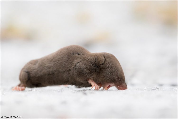 Short-tailed shrews inhabit a wide variety of habitats and are common in areas with abundant vegetative cover. 