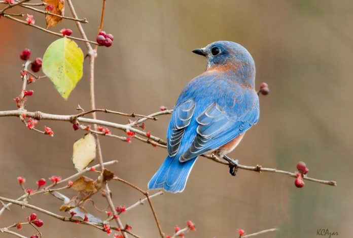 The Eastern Bluebird (Sialia Sialis) - Charismatic Planet