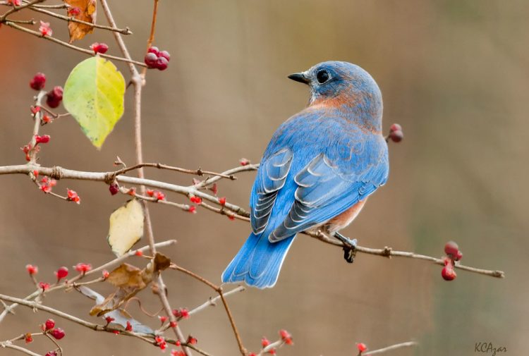 The eastern bluebird (Sialia sialis)