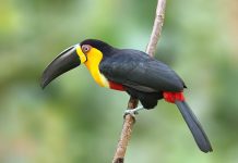 The Channel-Billed Toucan Channel-billed Toucan is a toucan that found on the Trinidad and Tobago, Guyana, Suriname, and French Guiana. Brazil, Venezuela and Bolivia.