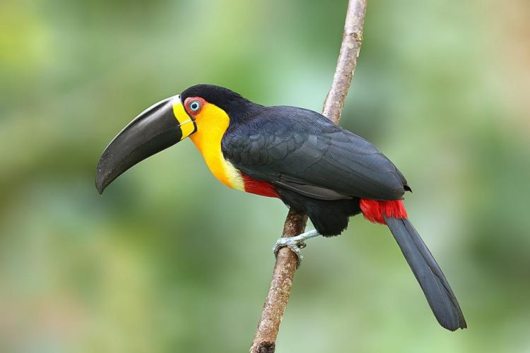 Channel-billed Toucan is a toucan that found on the Trinidad and Tobago, Guyana, Suriname, and French Guiana. Brazil, Venezuela and Bolivia.