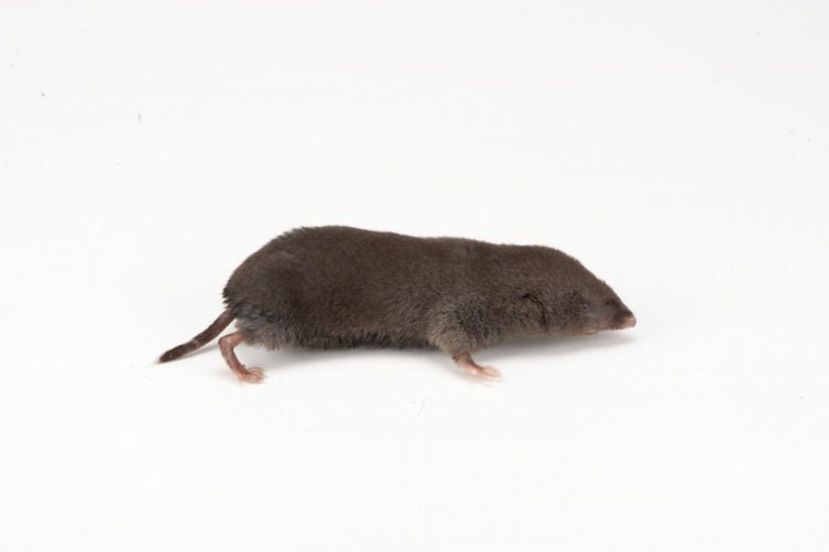 The short-tailed shrew is primarily carnivorous. Stomach analyses indicate that insects, earthworms, slugs, and snails can make up most of the shrew's food, while plants, fungi, millipedes, centipedes, arachnids, and small mammals also are consumed.