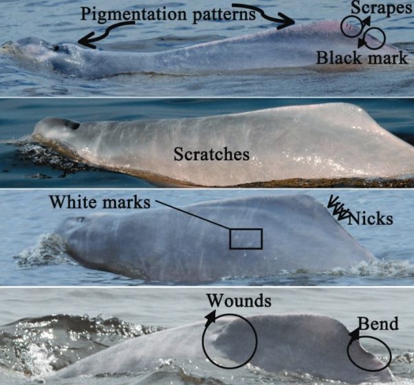 The Facts of Amazon River Dolphins