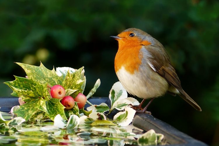 Complex Behavior of Songbirds