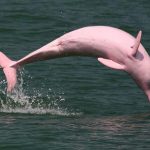 The abundance of the Amazon river dolphin (Inia geoffrensis, also known as the boto, bufeo or pink river dolphin), and the tucuxi (Sotalia fluviatilis) along ca.