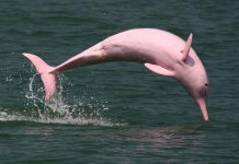The Facts of Amazon River Dolphins The abundance of the Amazon river dolphin (Inia geoffrensis, also known as the boto, bufeo or pink river dolphin), and the tucuxi (Sotalia fluviatilis) along ca.