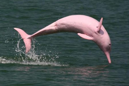 The Facts Of Amazon River Dolphins Charismatic Planet