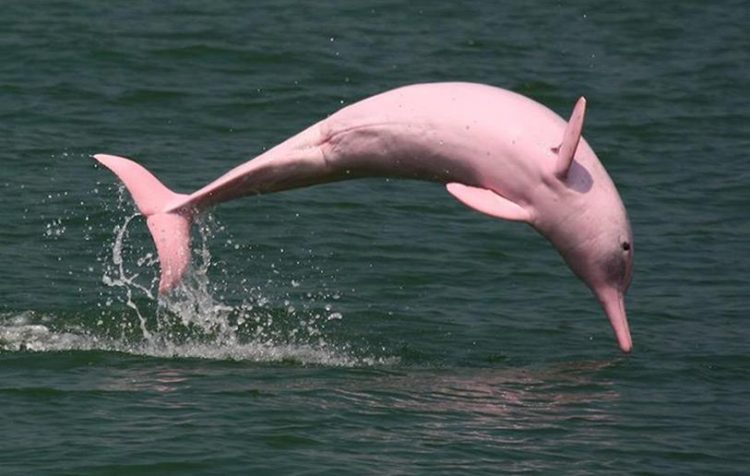 The abundance of the Amazon river dolphin (Inia geoffrensis, also known as the boto, bufeo or pink river dolphin), and the tucuxi (Sotalia fluviatilis) along ca.