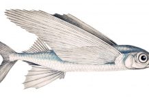 Flying Fish – How to Fly Fish? Flying Fish - How to Fly