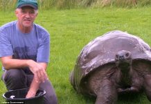 Jonathan – The World’s Oldest Tortoise Meet the Jonathan the world's oldest living Tortoise is starting over with a clean sheet at 184 years old and enjoy his first ever bath.