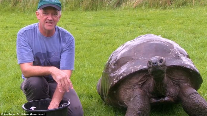 Jonathan - The World's Oldest Tortoise