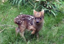 Pudu: The Smallest Deer in the World Pudu Deer