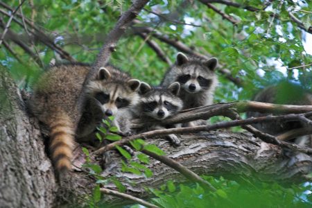 Raccoon (raccoons, coatis, ringtails)