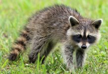 Raccoon (raccoons, coatis, ringtails)