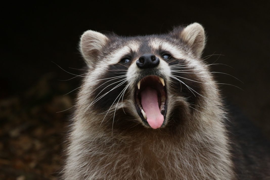 Raccoon (raccoons, coatis, ringtails)
