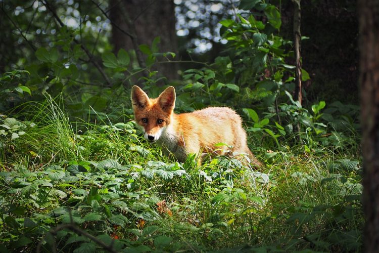 Red foxes (Vulpes vulpes) are present throughout the United States and Canada except in the southeast, extreme southwest, and parts of the central states. 