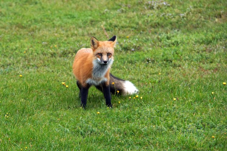 Red fox preys extensively on mice and voles but also feed on other small mammals, insects, hares, game birds, poultry, and occasionally seeds, berries, and fruits.