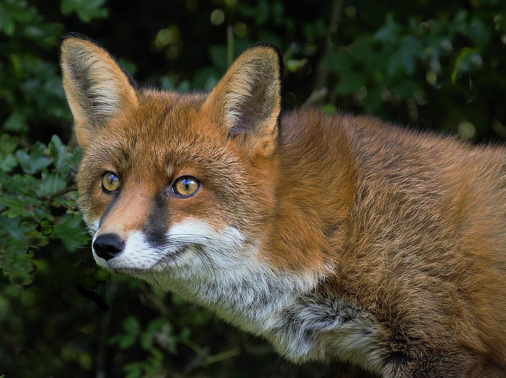 The Beautiful Red Fox (Foxes and Coyotes)