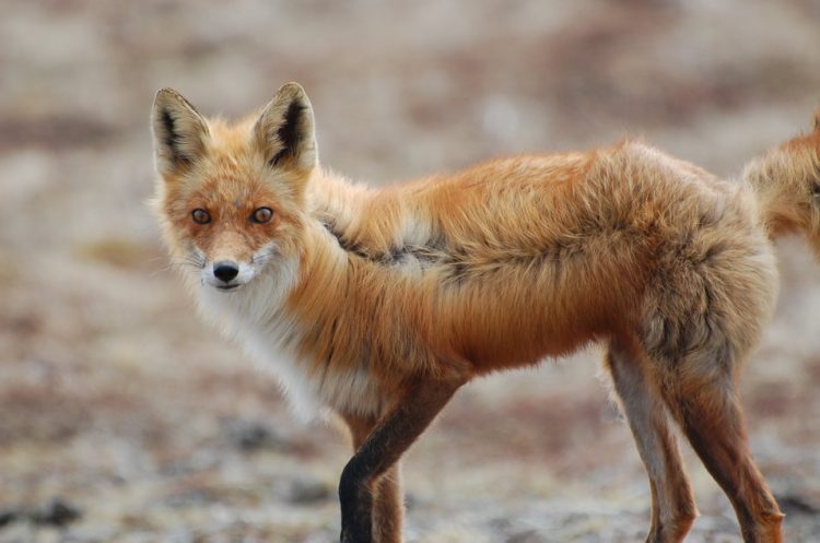 Red foxes utilize many types of habitat cropland, rolling farmland, brush, pastures, hardwood stands, and coniferous forests.