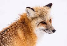 The Beautiful Red Fox (Foxes and Coyotes) They are rare or absent from continuous stands of pine forests in the southeast, moist conifer forests along the Pacific coast, and semiarid grasslands and deserts
