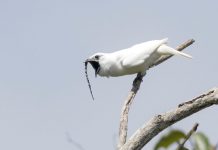 White Bellbird – World’s Loudest Bird Scientists have the opinion the male white bellbird (Procnias albus) has the loudest call of any bird species recorded to date.