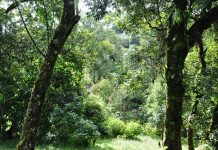 Wildlife Values of Conservation Trees and Shrubs Wildlife Values of Conservation Trees and Shrubs