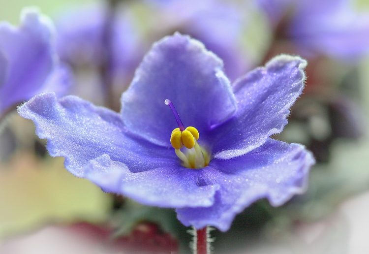 African violet has a great range of color and form. It is very easy to grow and they will flower continuously over a long period 