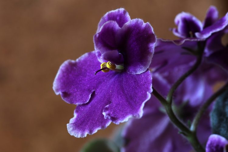 African violet known botanically as saintpaulia was first discovered in the hills of Tanzania in East Africa. 