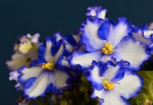 The African violet (Saintpaulia Hybrids) The African violet can be 10 to 15 cm high and up to 38 cm or more across.