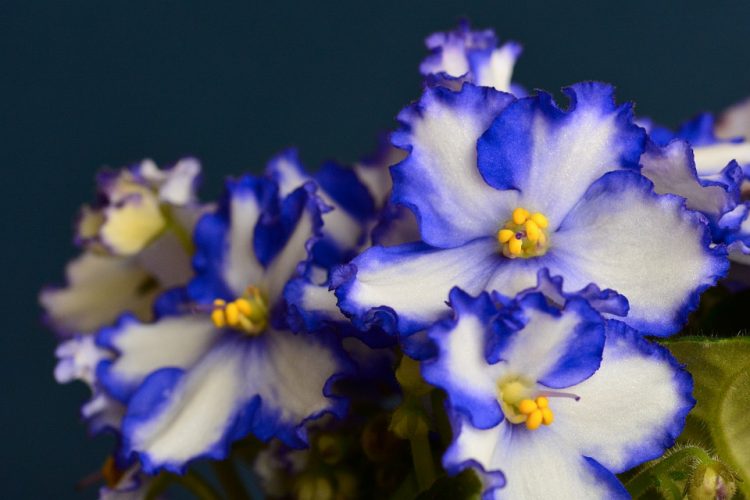 The African violet can be 10 to 15 cm high and up to 38 cm or more across.