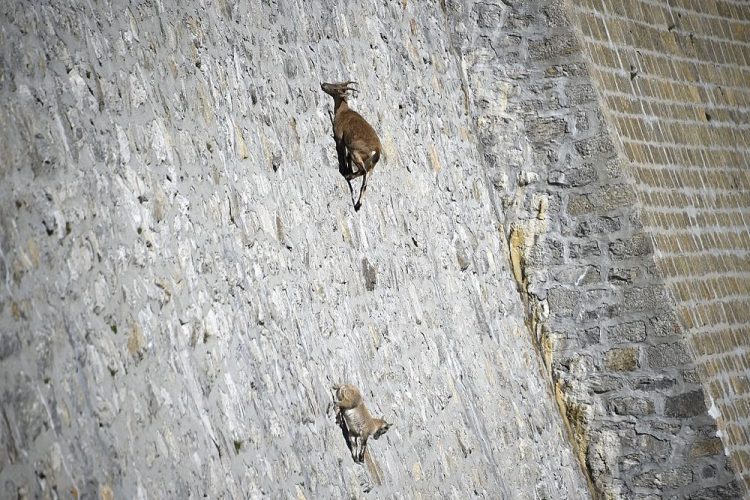 alpine ibex climbing dams 5