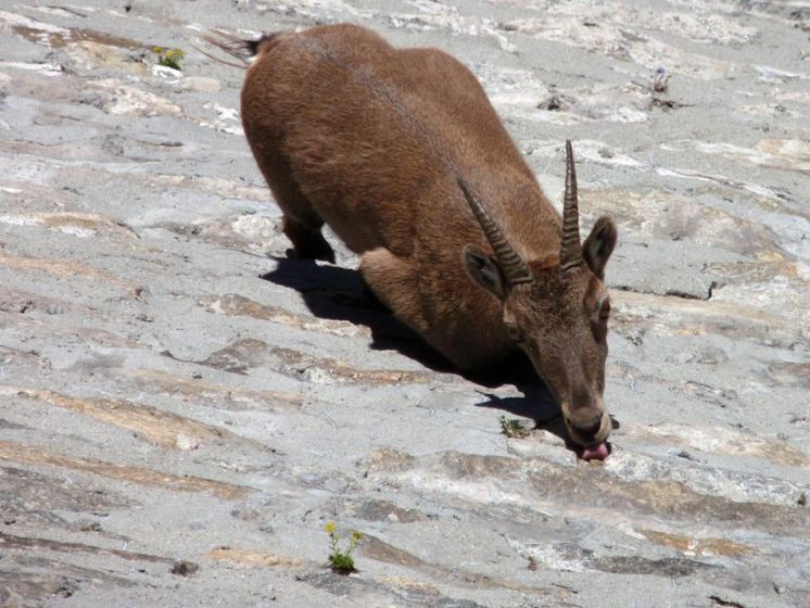 The Fearless Alpine Ibex (Capra ibex) are big wild mountain goats that live among the peaks in the European Alps where predators cannot reach