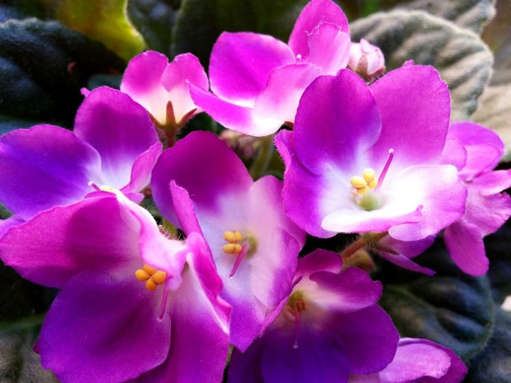 The African violet can be 10 to 15 cm high and up to 38 cm or more across. 