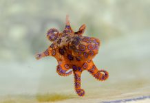 Blue-ringed Octopus – World’s Most Venomous Marine Animals It infected the toxin using its beak, causing motor paralysis and respiratory arrest within a minute and leading to cardiac arrest due to lack of oxygen.