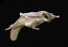 The Amazing Northern Flying Squirrel The Northern Flying Squirrel is nocturnal and has large eyes that are extremely resourceful in the darkest nights.
