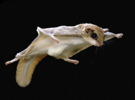 The Northern Flying Squirrel is nocturnal and has large eyes that are extremely resourceful in the darkest nights.