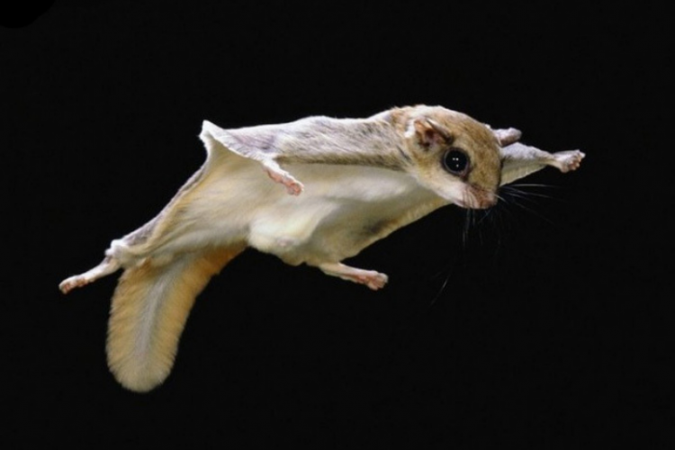 The Amazing Northern Flying Squirrel - Charismatic Planet