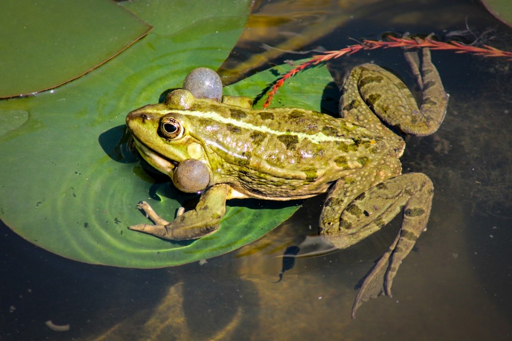 The bullfrog's (Rana catesbeiana) natural range includes the eastern and central United States and southeastern Canada.