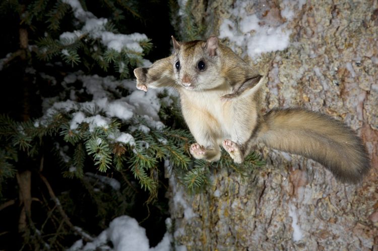 The Amazing Northern Flying Squirrel - Charismatic Planet