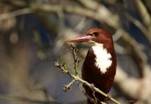 The White-throated kingfisher (Halcyon smyrnensis) The white-throated kingfisher (Halcyon smyrnensis) is familiar and common resident, breeding bird of India, Bangladesh, Pakistan, Sri Lanka.