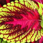 Coleus is Loved for its Dramatically Variegated Leaves