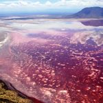 The Lake Natron is a salt and soda lake in the Arusha Region of Northern Tanzania, close to Kenyan Border in Gregory Rift.